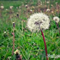 Taraxacum